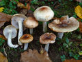 Hygrophorus lindtneri